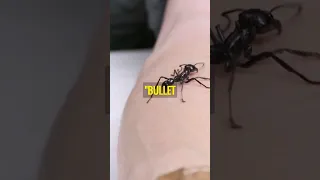 Bullet Ant | 🐜 Most Painful Sting In The World 🐜 #shorts #bulletant #insect