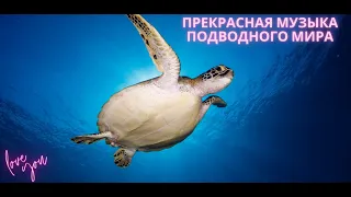 Музыка подводного мира #рыбки #мультики #подводныймир #underwater