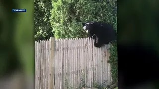 Black bear wanders through Massachusetts town, near kids camp