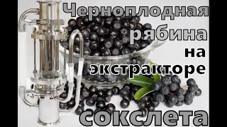 Черноплодная рябина на экстракторе Сокслета