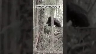 Proof of Bigfoot? Sasquatch caught on Trail Cam. #trailcam #bigfoot #scary