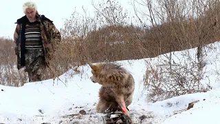 Пенсионер освободил этого волка из капкана, спустя пол года волк отплатил добром