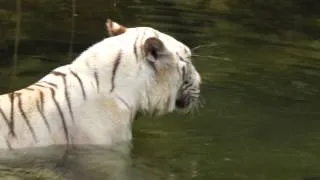 Купающийся белый тигр