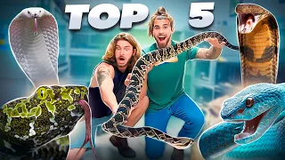 TOP 5 VENOMOUS SNAKES! With @ChandlersWildLife