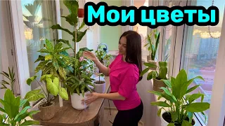 Мои цветы 🌸 ФИКУС ЛИРАТА / Комнатные цветы!