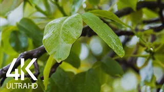 8 HRS Soft Rain and Bird Sounds - 4K Nature Soundscapes Video for Relaxation & Sleep