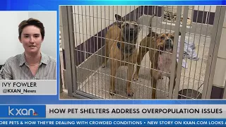 How pet shelters address overpopulation issues