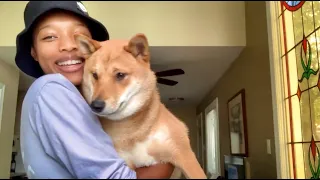 WHAT MY SHIBA INU PUPPY EATS IN A DAY | part one