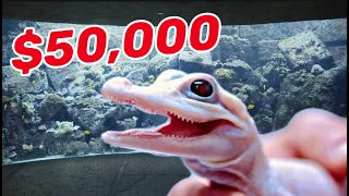 Rare White Alligator Gets a $50,000 New Home!