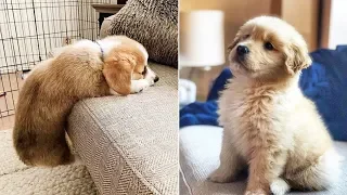 ❤️Cute Puppies Doing Funny Things ❤️#6  Cutest Dogs