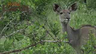 WildEarth - Sunset Safari - 02 January 2022