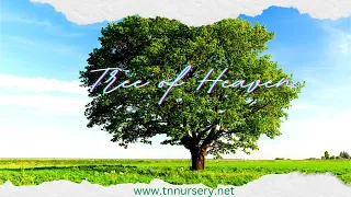 Ailanthus Tree of Heaven, A Super Fast-Growing Tree - TN NURSERY