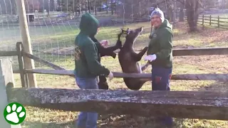 Heartwarming Rescue of a Deer Trapped in a Fence