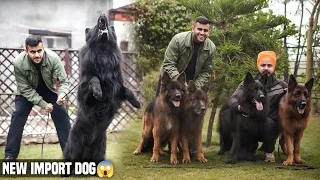 Egypt Import High-Value💵Black German Shepherd in Haryana (India)😱| Engineers Kennel😍