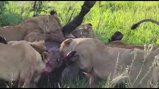 olkeju rongai pride managed to kill a buffalo.