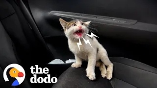 Kitten Who Couldn't Walk Changes Rescuer's Life | The Dodo