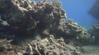 Красное море 🏄 Эйлат 🌅 Израиль 🇮🇱 Дайвинг в Израиле 🐠 Максим в 7 лет ныряет на глубину 7 метров