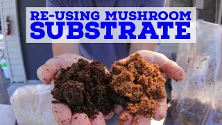 Can You Reuse Mushroom Substrate?