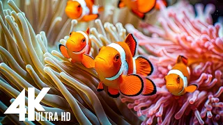 Ocean 4K - Sea Animals for Relaxation, Beautiful Coral Reef Fish in Aquarium (4K Video UHD) #48