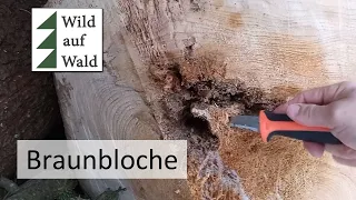 🌲Holzverkauf: Hoher Erlös, obwohl die Bäume verfault sind!! #wildaufwald