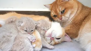 Daddy cat gently takes care mom cat and their kittens, hugs all to sleep and snoring loudly