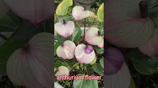 beautiful flower anthurium andraeanum hybrid plant #anthurium #anthuriumandraeanum