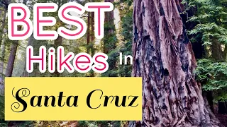 TOP 2 forests to hike in Santa Cruz area