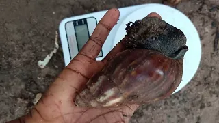 A MUST WATCH FOR ALL NEW SNAIL FARMERS ( AFRCAN LAND SNAILS IDENTIFICATION)