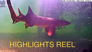 10/23/23 HIGHLIGHTS Reel #vivathekeys #underwater #livestream