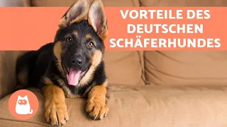 VORTEILE DEUTSCHER SCHÄFERHUNDE 🐕❤️ (die 6 wichtigsten Gründe für eine Adoption)