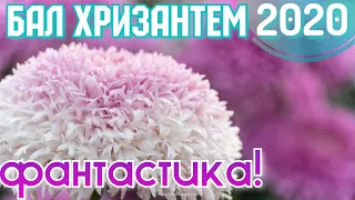 Крым. РЕКОРДНЫЙ БАЛ ХРИЗАНТЕМ! Цветочный бум в ноябре! Никитский Ботанический сад. Ялта сегодня 2020