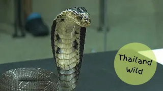 Monocled Cobra venom extraction at Bangkok Snake Farm, Thailand