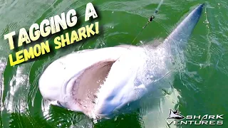 Tagging a BIG Lemon Shark - DANGEROUS WORK!