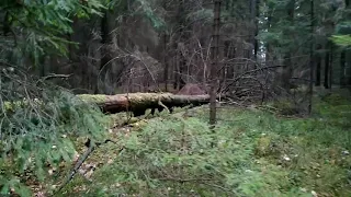 Forest Belarus