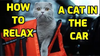 How To Travel With A Cat In The Car