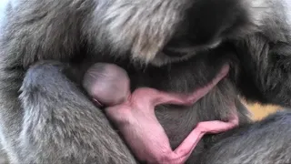 This Gibbon Gave Birth To A Human Baby…