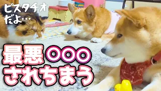 【犬猫アテレコ】無くした宝物を懸命に探す柴犬