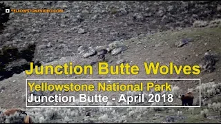 Junction Butte Wolf Pack Hunts Elk in Yellowstone National Park