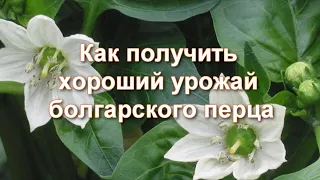 Как получить Большой Урожай Сладкого Перца: что любит Болгарский Перец - Подкормки и Секреты