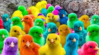 Ayam Lucu Luar Biasa, Ayam Lucu Dunia, Ayam Warna Warni, Bebek Lucu, Kucing, Kelinci, Hewan Lucu 🐤🐤