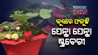 Kendrapara: Man Grow Strawberries In His Garden