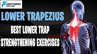 Lower Trapezius Anatomy And Activation Exercises That You Can Do At Home!