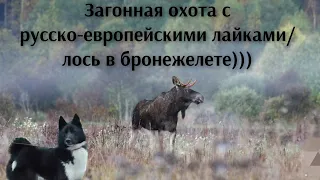 Охота на лося с русско-европейскими лайками | Moose hunting with Russian-European huskies