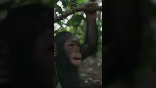 Chimp Rescue