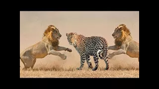 LİON vs LEOPARD Real Fight ►► Tiger Cheetah Ostrich Mongoose Cobra Snake Lynx Puma Cougar Buffalo