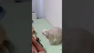 Кот когда слышит гимн России 🐱🤣🤣😂 #shorts