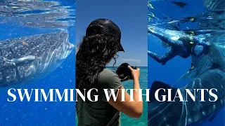 Swimming with Giants: the impact of swimming with whale sharks in Mexico