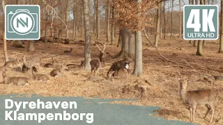 4K Virtual Walk - Dyrehaven, Klampenborg, Denmark - A close look in the Deer Park 🦌