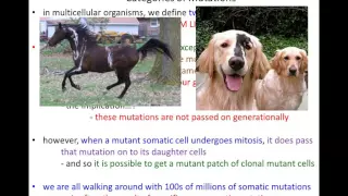 Lecture 15 - Gene Mutations and DNA Repair