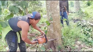 VIRAL!..//SEBELUM POHON INI DI ROBOHKAN❗Lihat apa yang di lakukan para kru tebang .